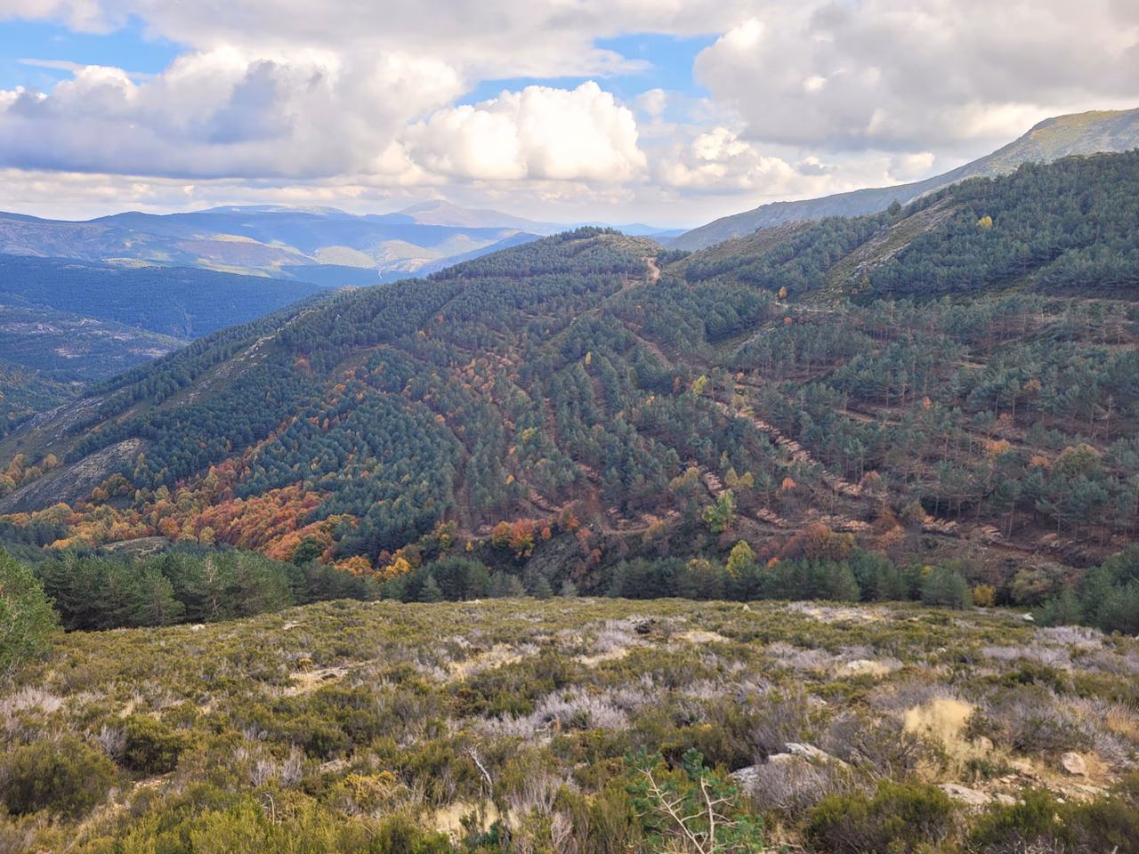 Paisaje forestal de montaña con pinares y colores de otoño