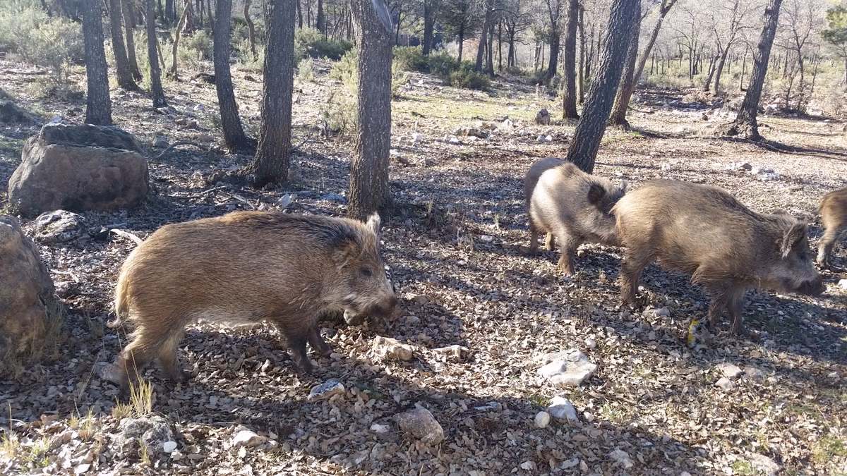 Grupo de jabalíes en un hábitat forestal