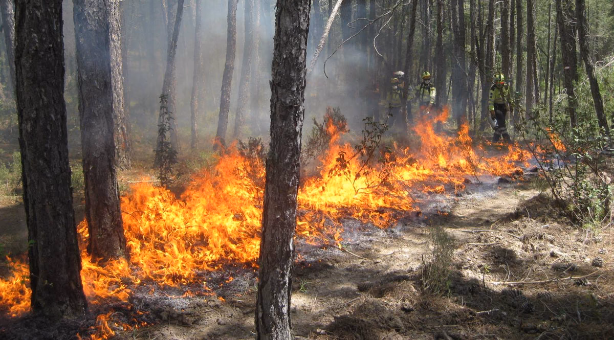 Personal especializado durante un trabajo de fuego técnico en un pinar