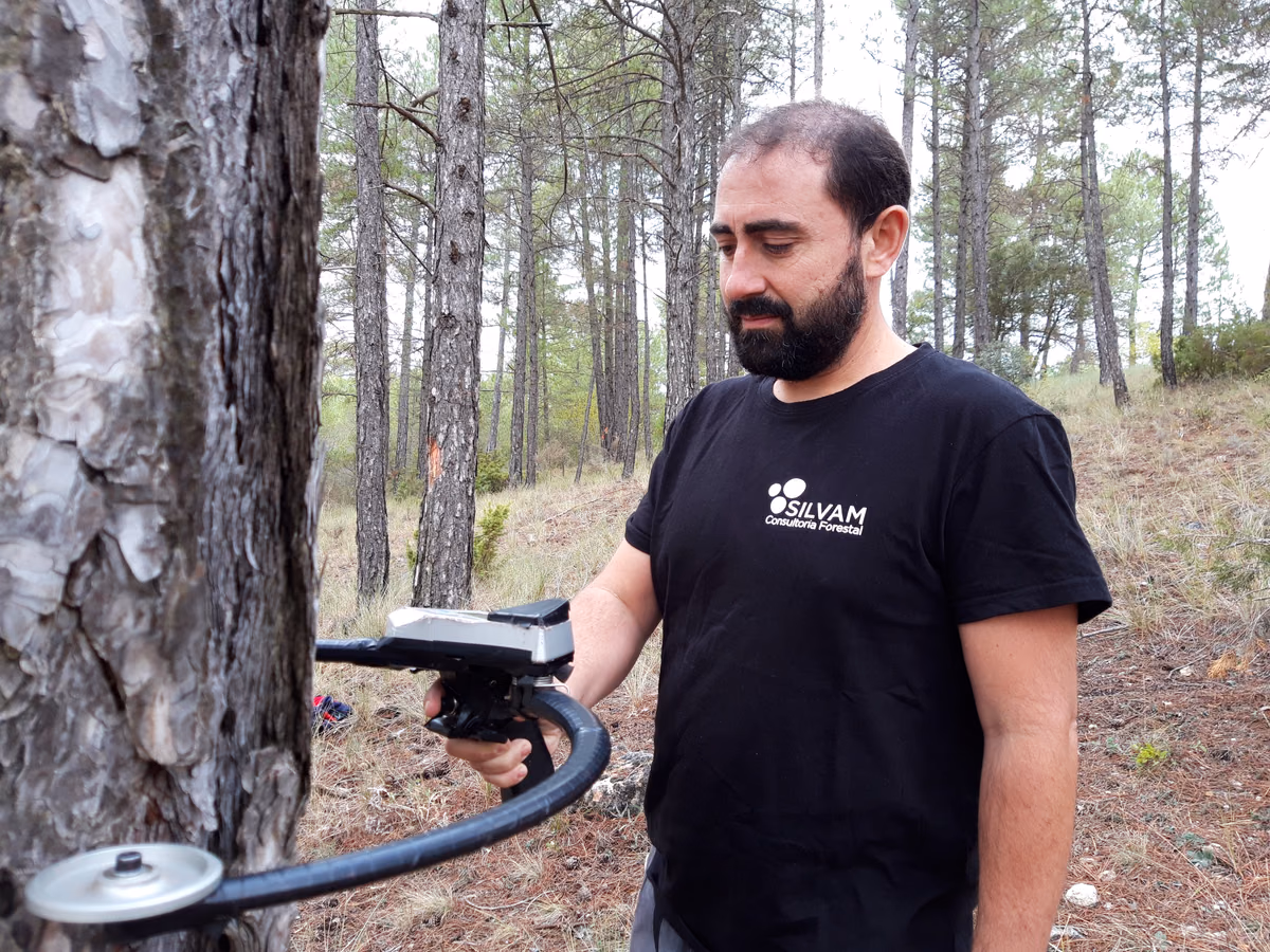 Medición de un árbol durante un inventario forestal de campo